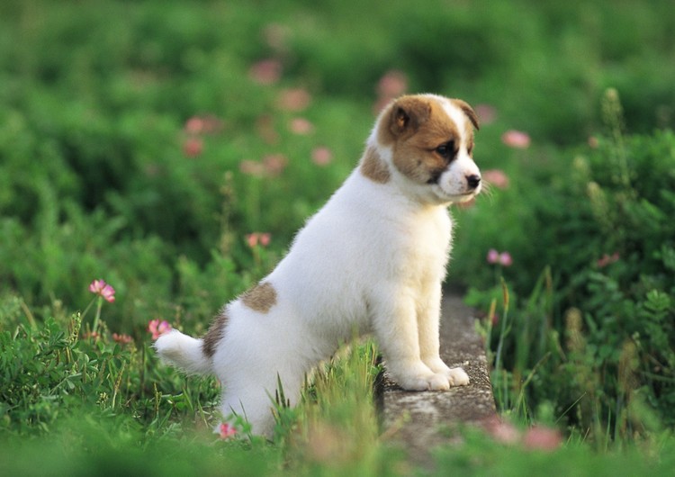廊坊宠物狗洗牙：守护狗狗口腔健康，让爱宠笑得更灿烂