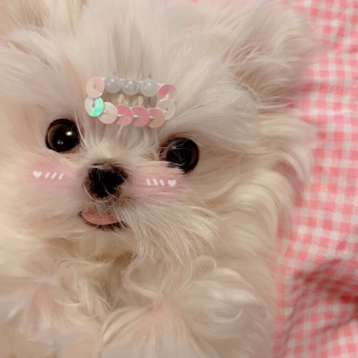 如何防止宠物狗离家出走：贴心守护，让爱不散场