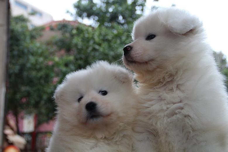 宠物狗的情感问题：揭秘毛孩们的内心世界