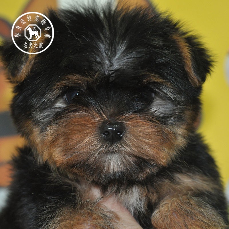 杭州宠物狗价格多少？揭秘杭州热门犬种价格行情