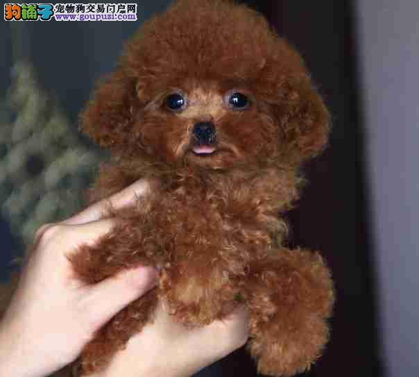 家里藏着的宠物狗：揭秘隐藏在平凡日常中的欢乐时光