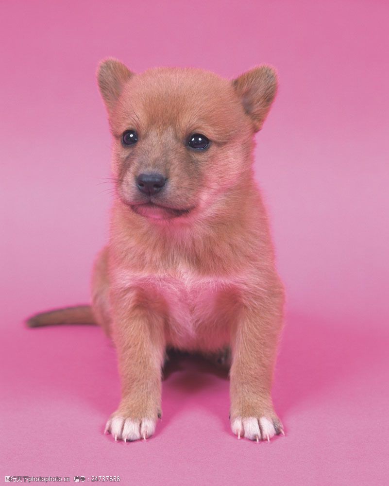 宠物狗用品大全：狗窝篇